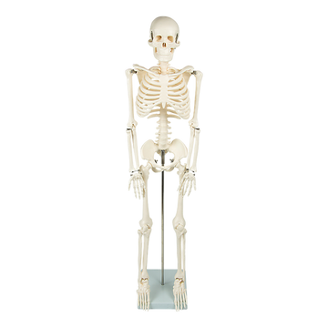 Anatomical 85cm Tall Human Skeleton with Stand Model - Medical Anatomy