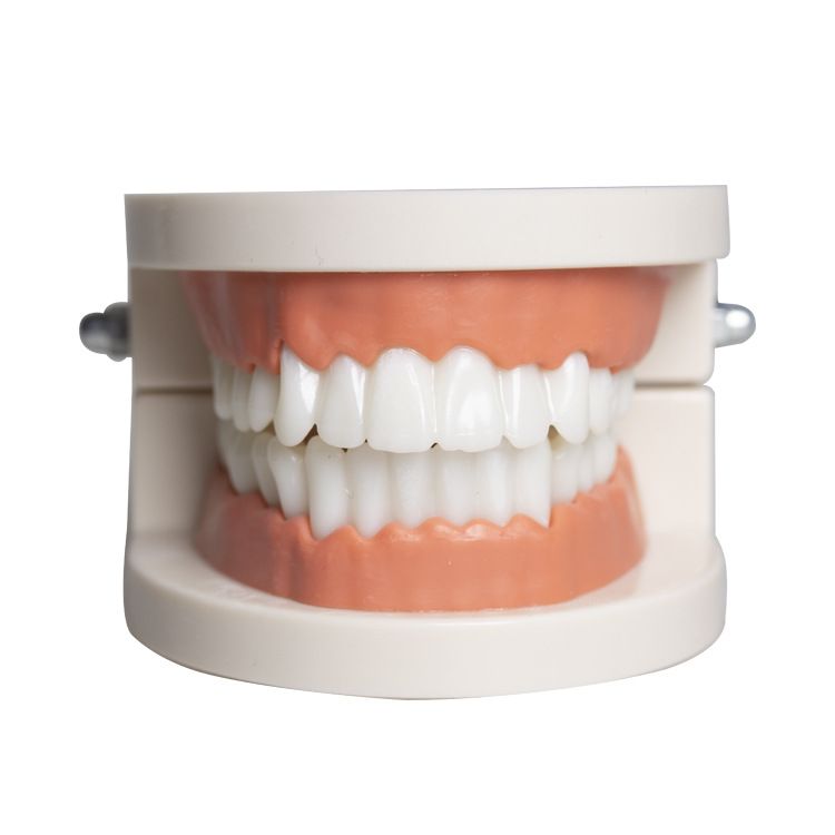 Kids dental teaching model showing standard teeth for demonstrating brushing techniques, used in dental education and study supplies.