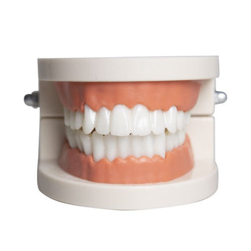 Kids dental teaching model showing standard teeth for demonstrating brushing techniques, used in dental education and study supplies.