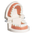 Kids dental teaching model showing standard teeth for brushing demonstration, ideal for kids' dental health education.