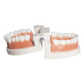Kids dental teaching model showing baby teeth for demonstration and educational purposes in dental health and grooming kits.