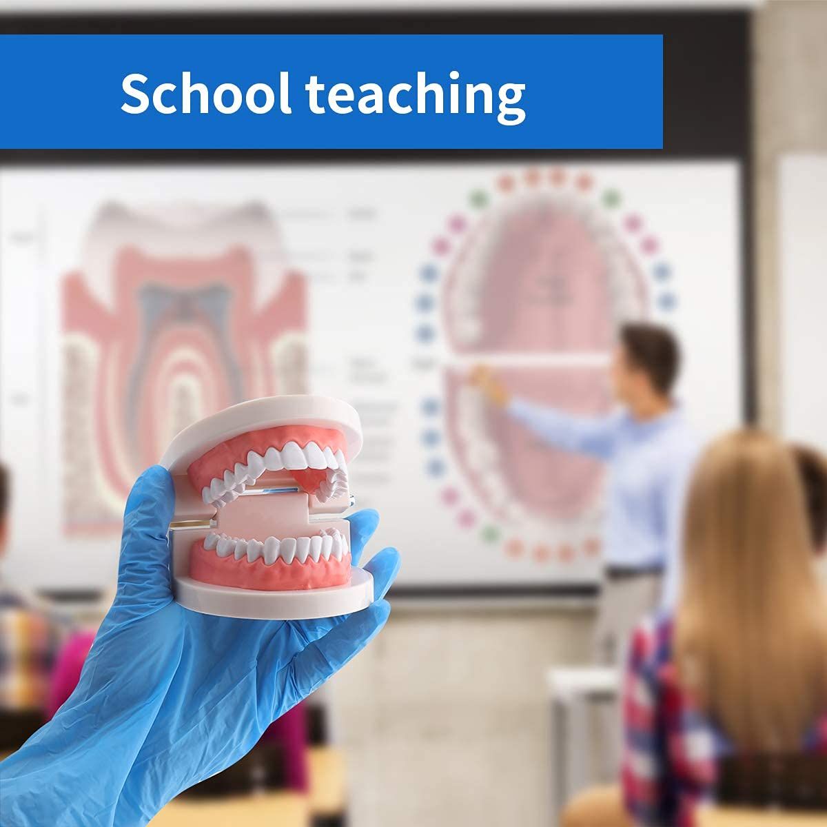 Kids dental teaching model showing standard teeth for brushing practice, used for educational demonstration and dental study supplies.