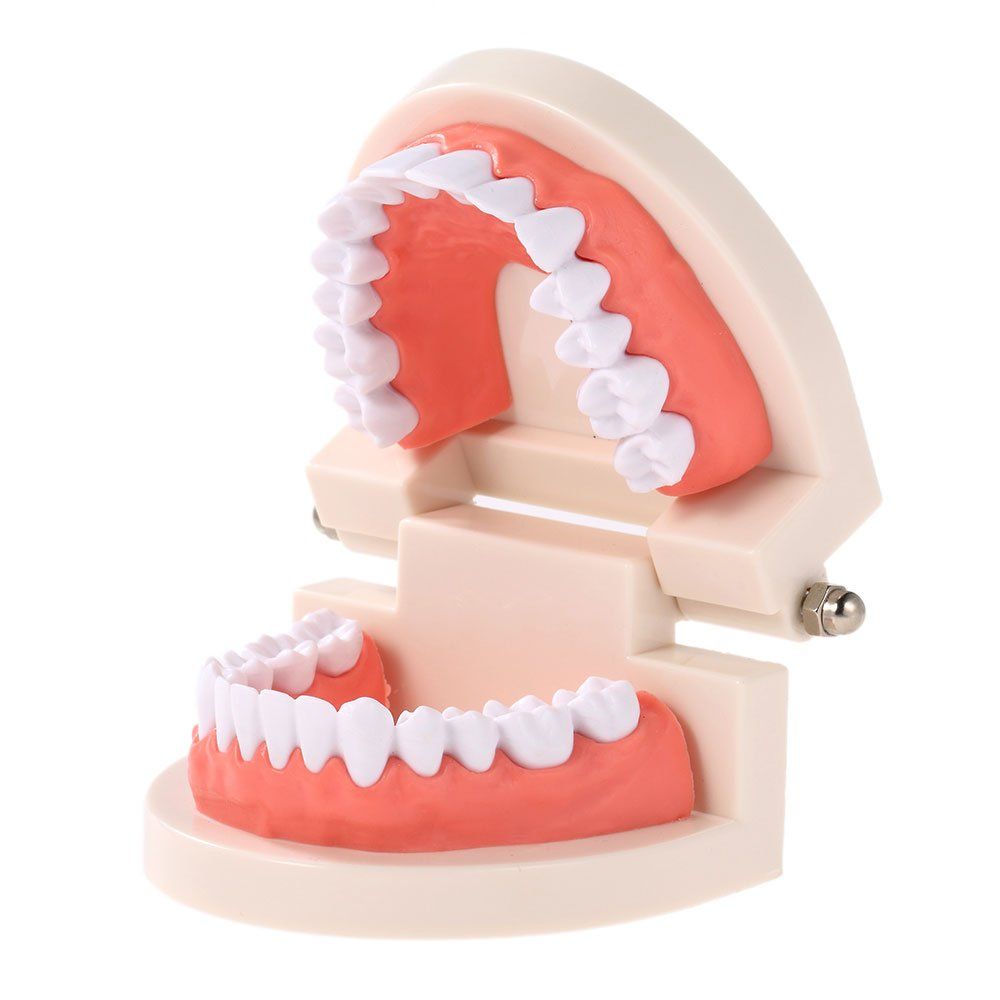 Adult dentures dental teeth teaching model with gums, used for kindergarten brushing education and demonstration.