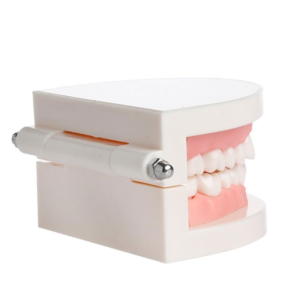 Adult denture dental teeth teaching model with gums for brushing demonstration, used in kindergarten dental health education.