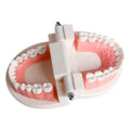Dental teeth teaching model with adult gums for brushing demonstration, used in kindergarten dental health education.
