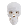 Mini human skull model with removable cap and articulated jaw, featuring full set of teeth, for educational play or display.