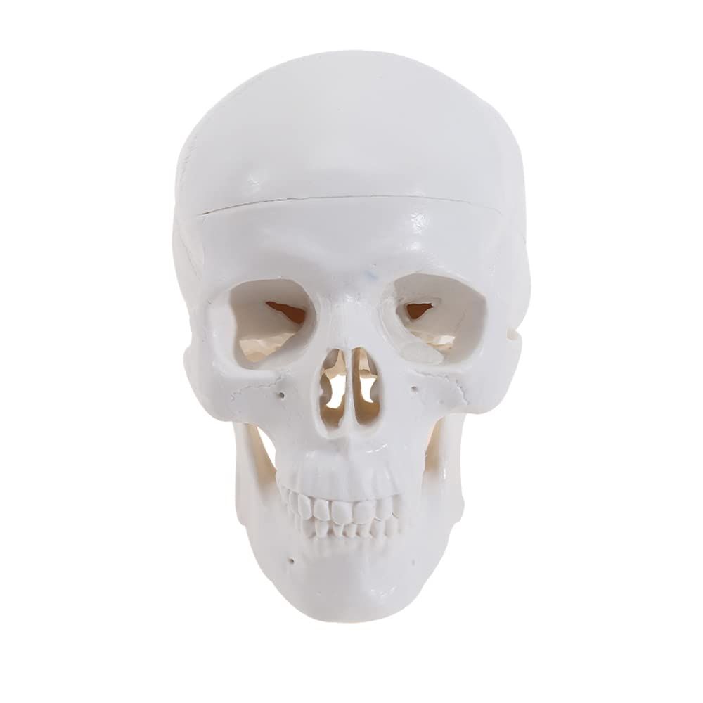 Mini human skull model with removable cap and articulated jaw, featuring full set of teeth, for educational play or display.