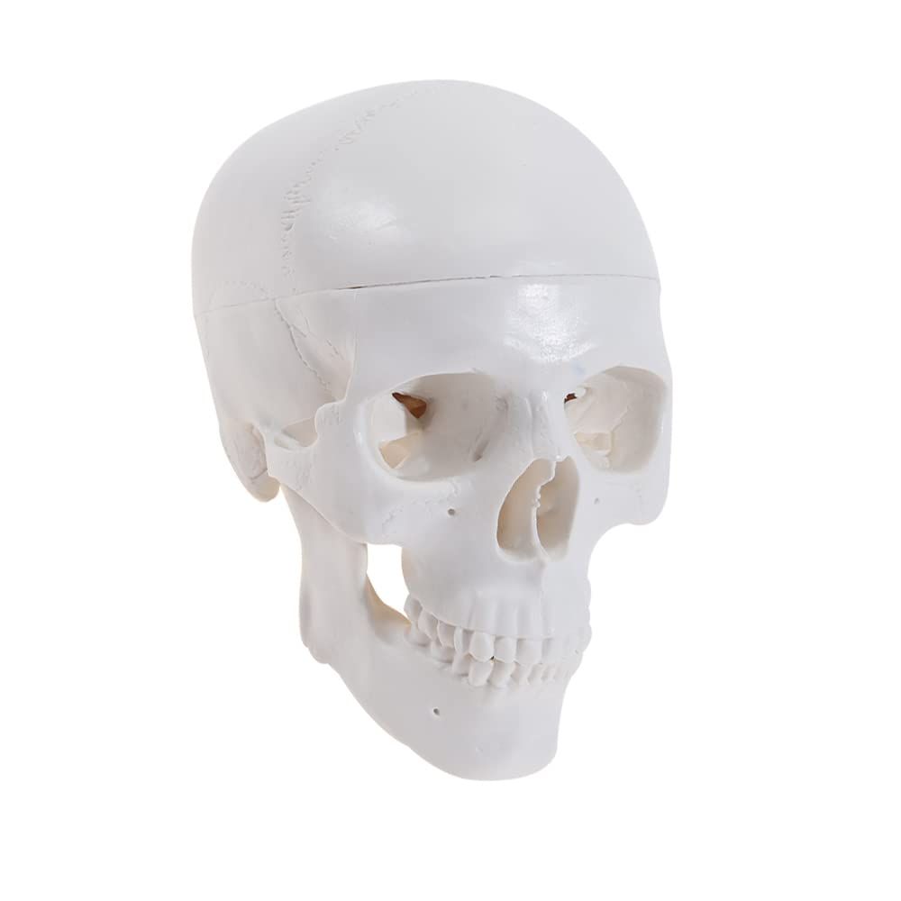 Mini human skull model with removable cap and articulated jaw, ideal as a detailed toy or educational figure for kids.