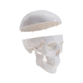 Mini human skull model for kids, featuring removable skull cap, articulated mandible, and full set of teeth, ideal for educational play.