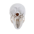 Small baby human skull model with removable cap, articulated jaw, and full teeth, ideal for educational toy or playset.