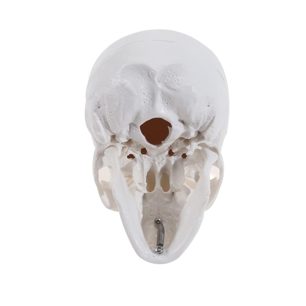 Small baby human skull model with removable cap, articulated jaw, and full teeth, ideal for educational toy or playset.