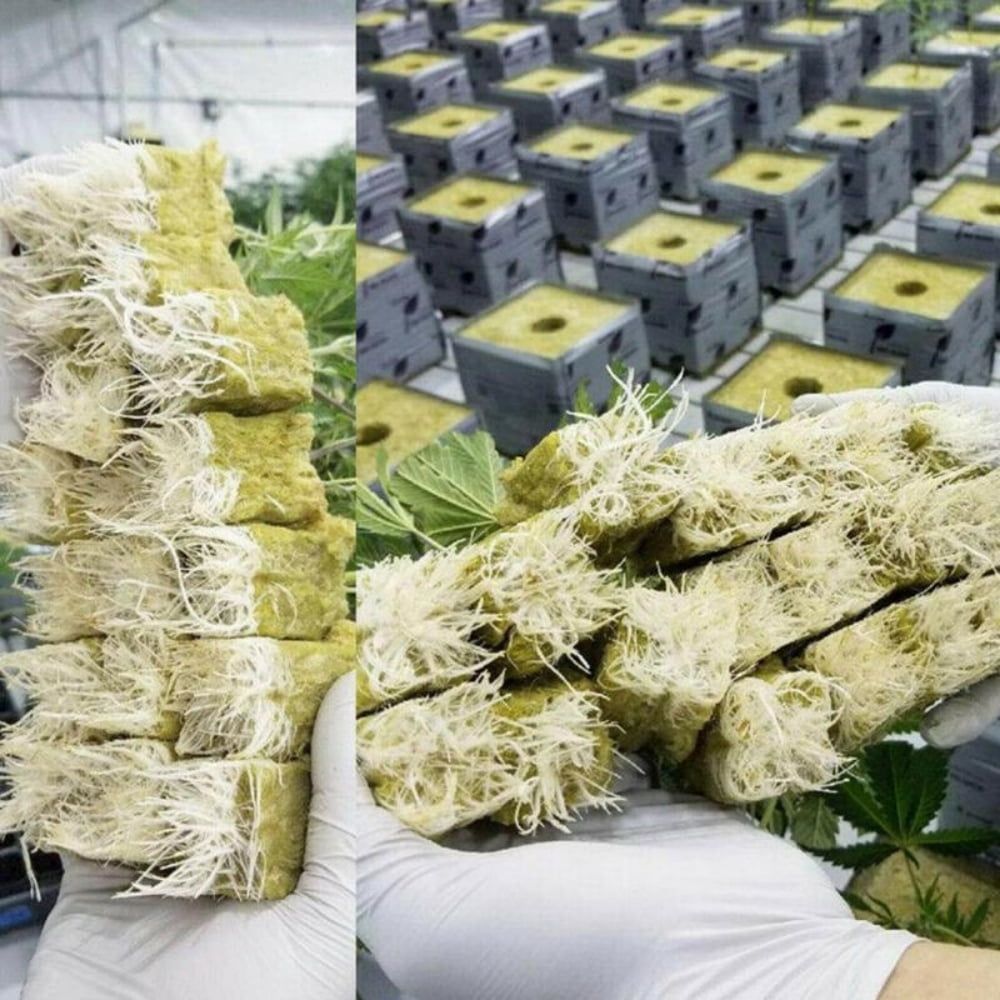 100 pcs Rockwool plant cubes for hydroponic growing, rooting, cuttings, cloning, and seed germination, ideal for gardening and plant propagation.