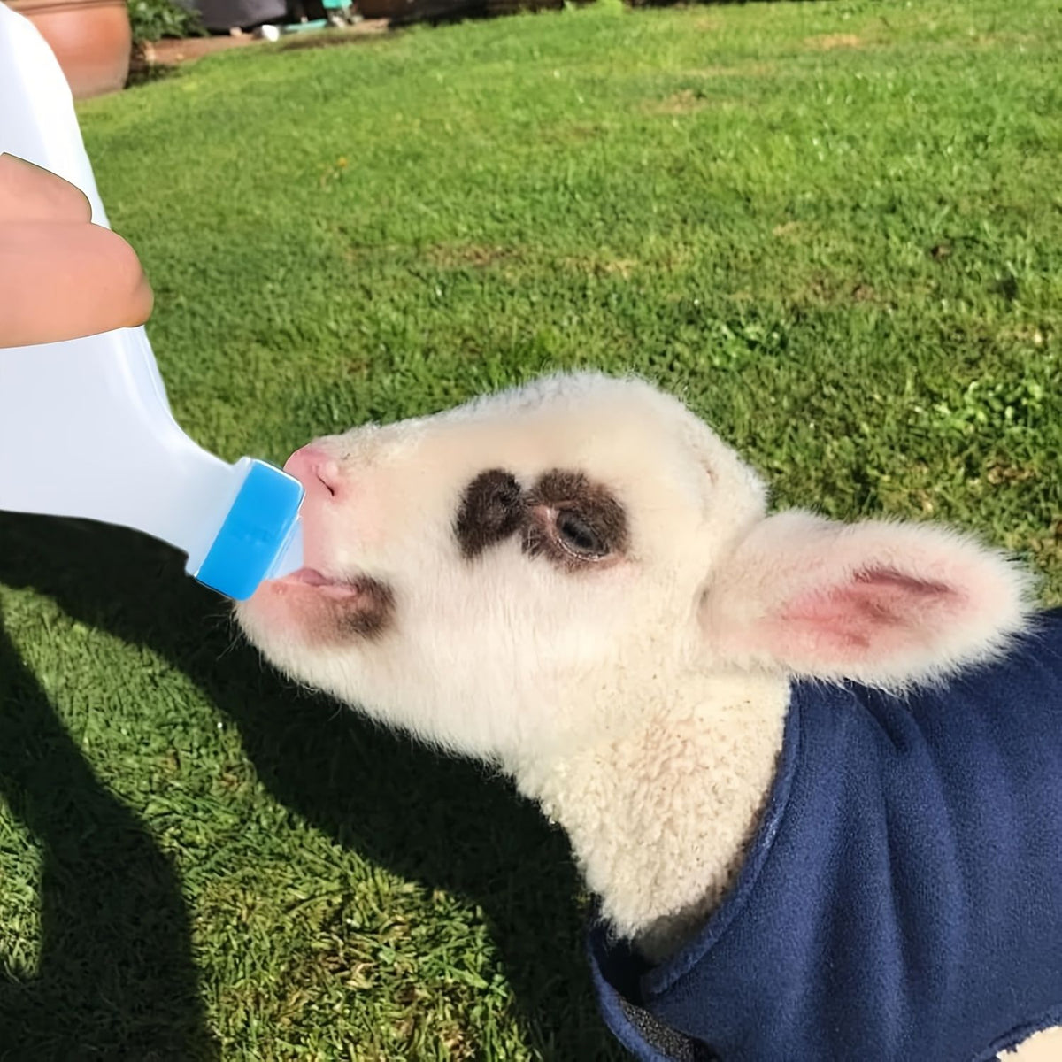 Two portable goat milk feeding bottles with handles made of sturdy plastic, designed for lambs and baby goats.