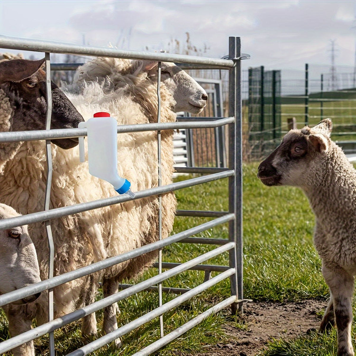 Two portable goat milk feeding bottles with handles, made of sturdy PP plastic, designed for lambs and baby goats.