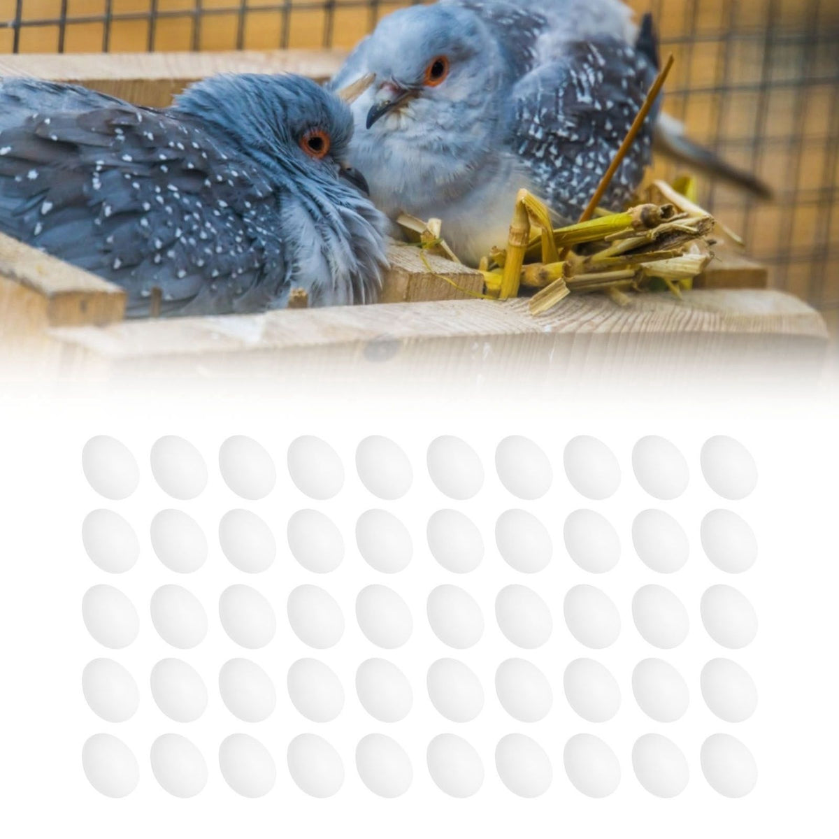 Set of 50 plastic fake pigeon eggs for bird hatching and breeding simulation, ideal as pretend play toy for kids.