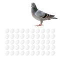 Set of 50 plastic fake pigeon eggs for bird breeding and pretend play, realistic solid eggs for hatching simulation and educational use.