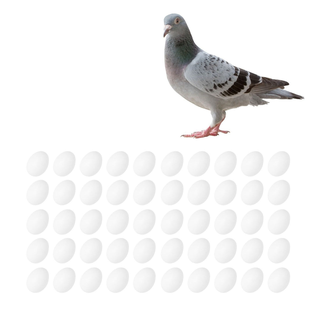 Set of 50 plastic fake pigeon eggs for bird breeding and pretend play, realistic solid eggs for hatching simulation and educational use.