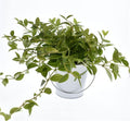 White galvanized metal bucket with handle, small size perfect for kids' crafts, outdoor play, and classroom activities.