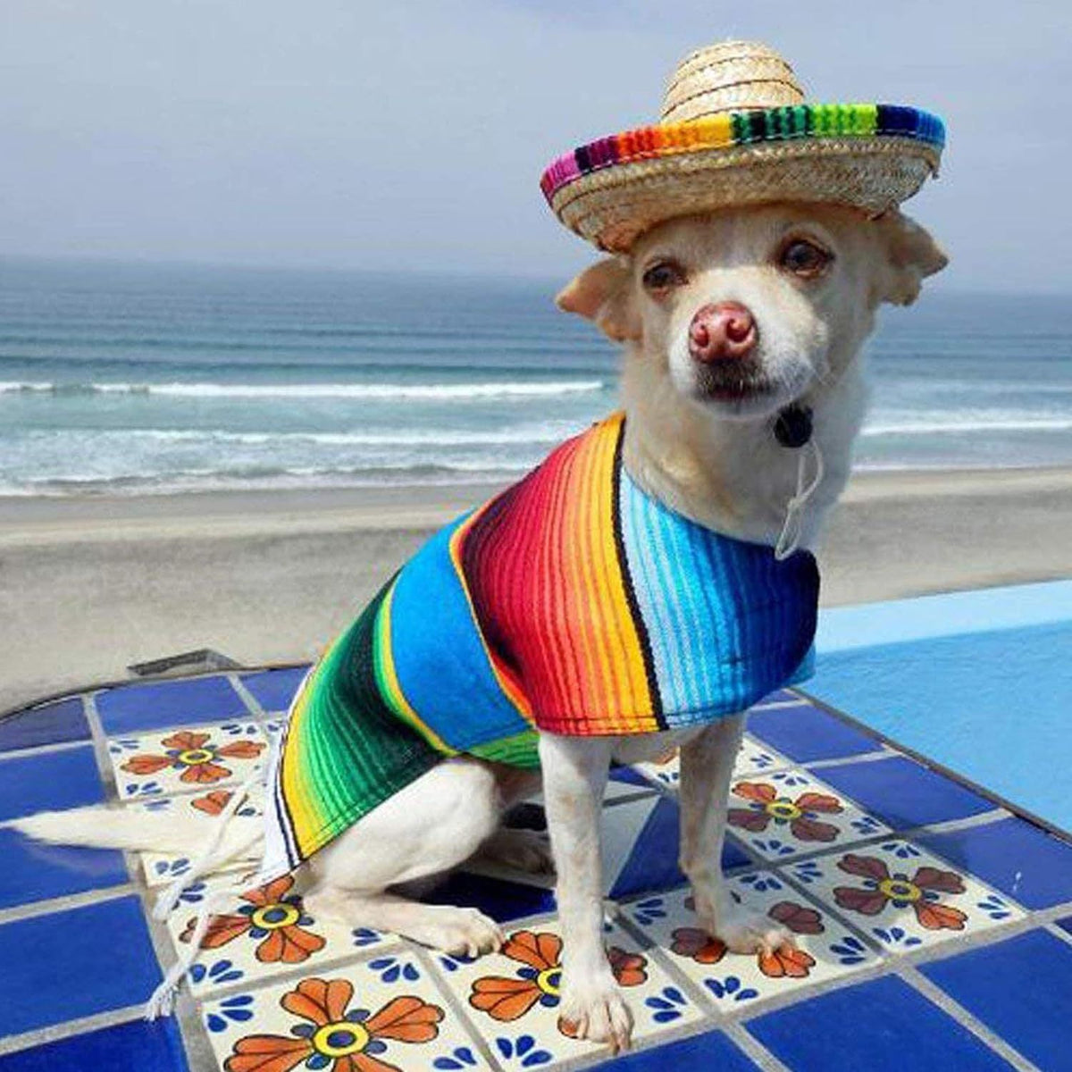 Small pet dog wearing a mini straw sombrero hat, festive Mexican style pet accessory for parties and photos.