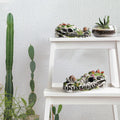 Dinosaur skull garden statue with snails and plants, eco-friendly resin outdoor decor for gardens and outdoor play areas.