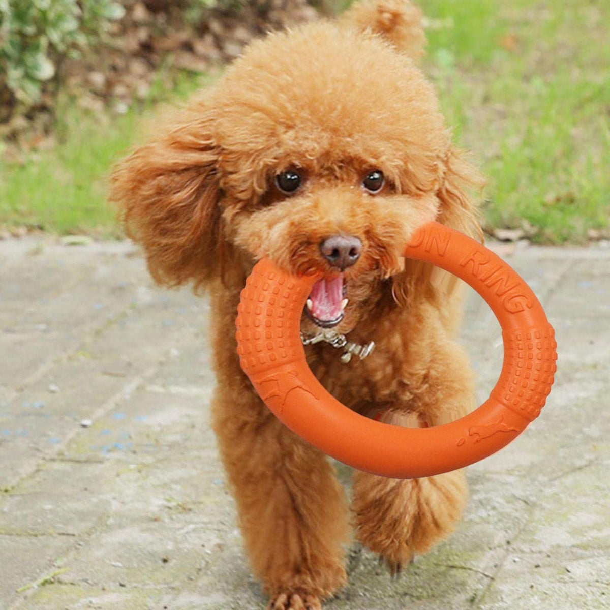 Floating foam border collie-shaped EVA dog toy with pull ring, chew resistant, ideal for training and play.
