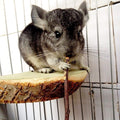 Small animal chew sticks made of wood for rabbits, guinea pigs, hamsters, parrots, and other small pets, natural chew toy from Everything Baby.
