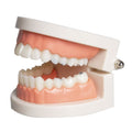 Adult standard teeth model for dental demonstration, part of kids' nursing and grooming kits, used for educational purposes.