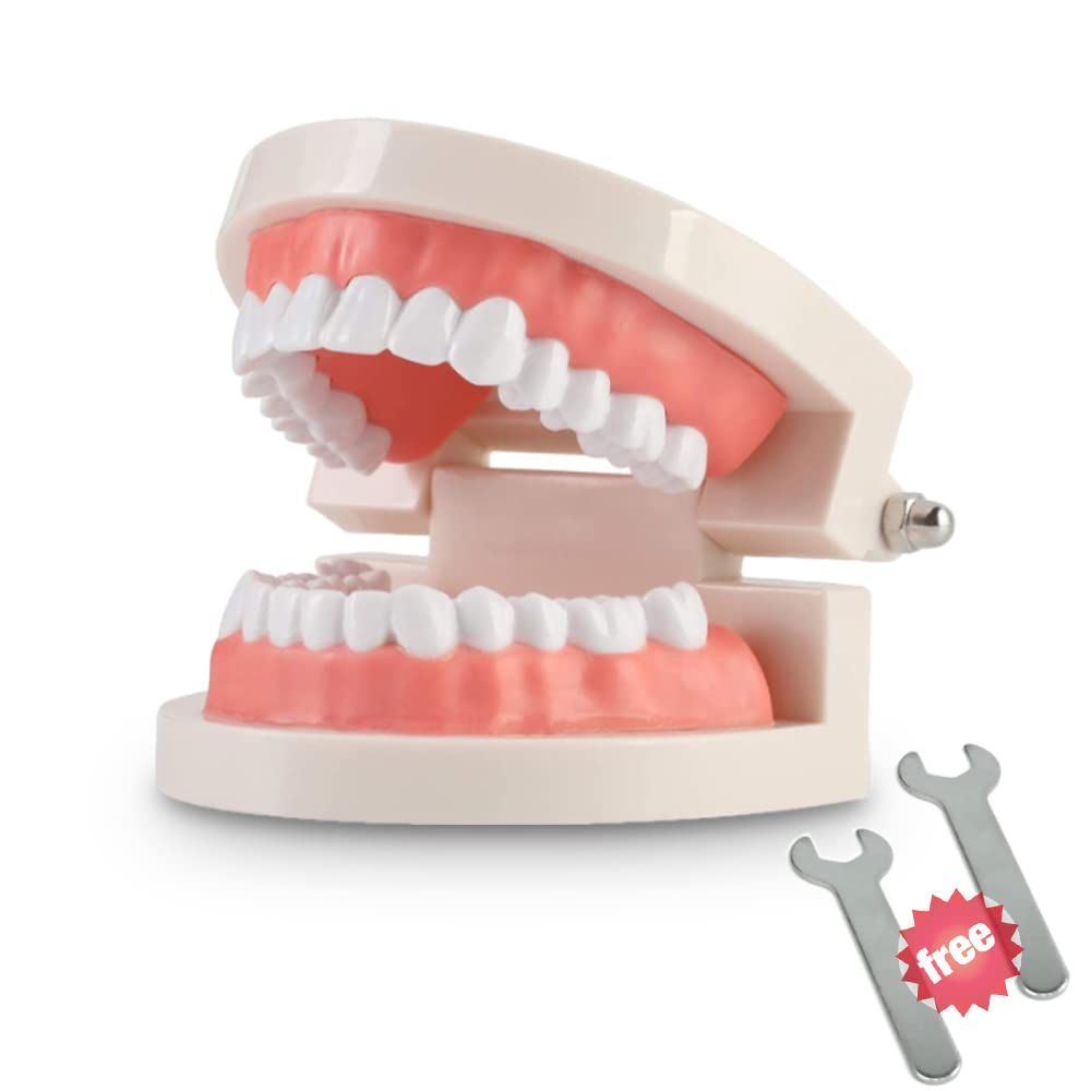 Adult standard teeth model by Everything Baby, demonstrating denture structure for dental teaching and kid dental health education