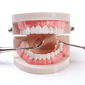 Adult standard teeth model for dental demonstration, part of Kids dental teaching kits, showing realistic denture display.