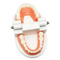Adult standard typodont denture model for kids dental teaching, showing teeth and gums for educational demonstrations.