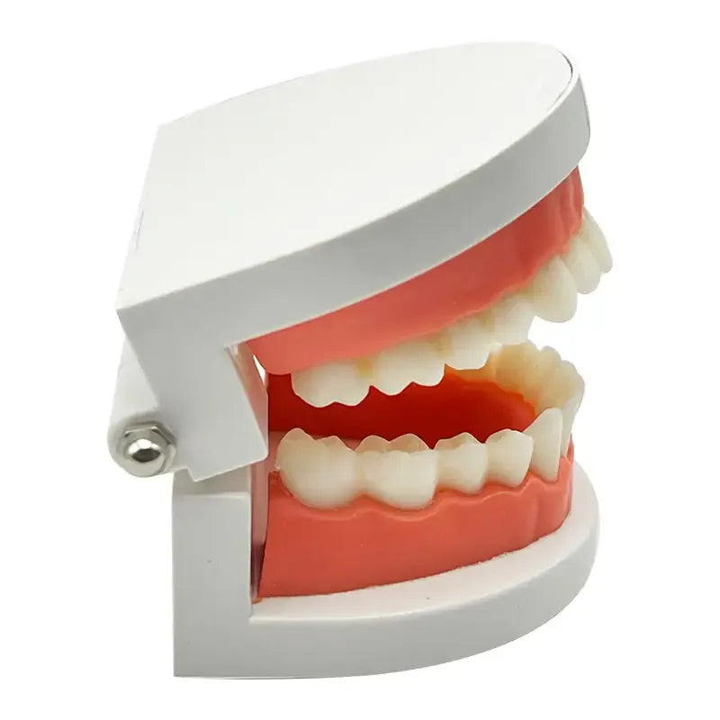 Adult standard teeth model for dental teaching, demonstration denture model for kids, used in educational nursing and grooming kits