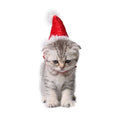 Mini Santa hat for small pets like hamsters, guinea pigs, rabbits, and puppies, featuring a cute red and white plush design.