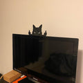 Black cat decor ornament, funny wall art figurine for desk display, artistic black cat gift, from Everything Baby.