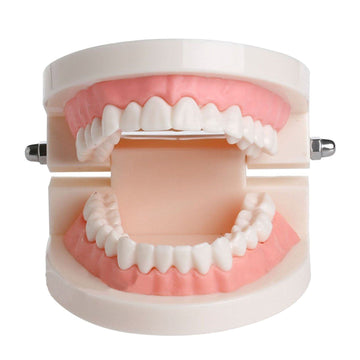 PVC dental model with giant teeth for educational demonstration, showcasing typodont teeth for dental training and teaching.