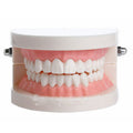 PVC dental model with giant teeth for teaching dentistry, featuring a standard typodont teeth set for demonstration purposes.