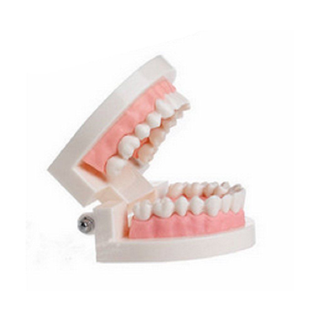 PVC dental model with giant teeth for teaching and demonstration, featuring realistic typodont teeth for dental education.