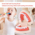PVC dental model with giant teeth for teaching, featuring standard typodont teeth for dental education and demonstration.