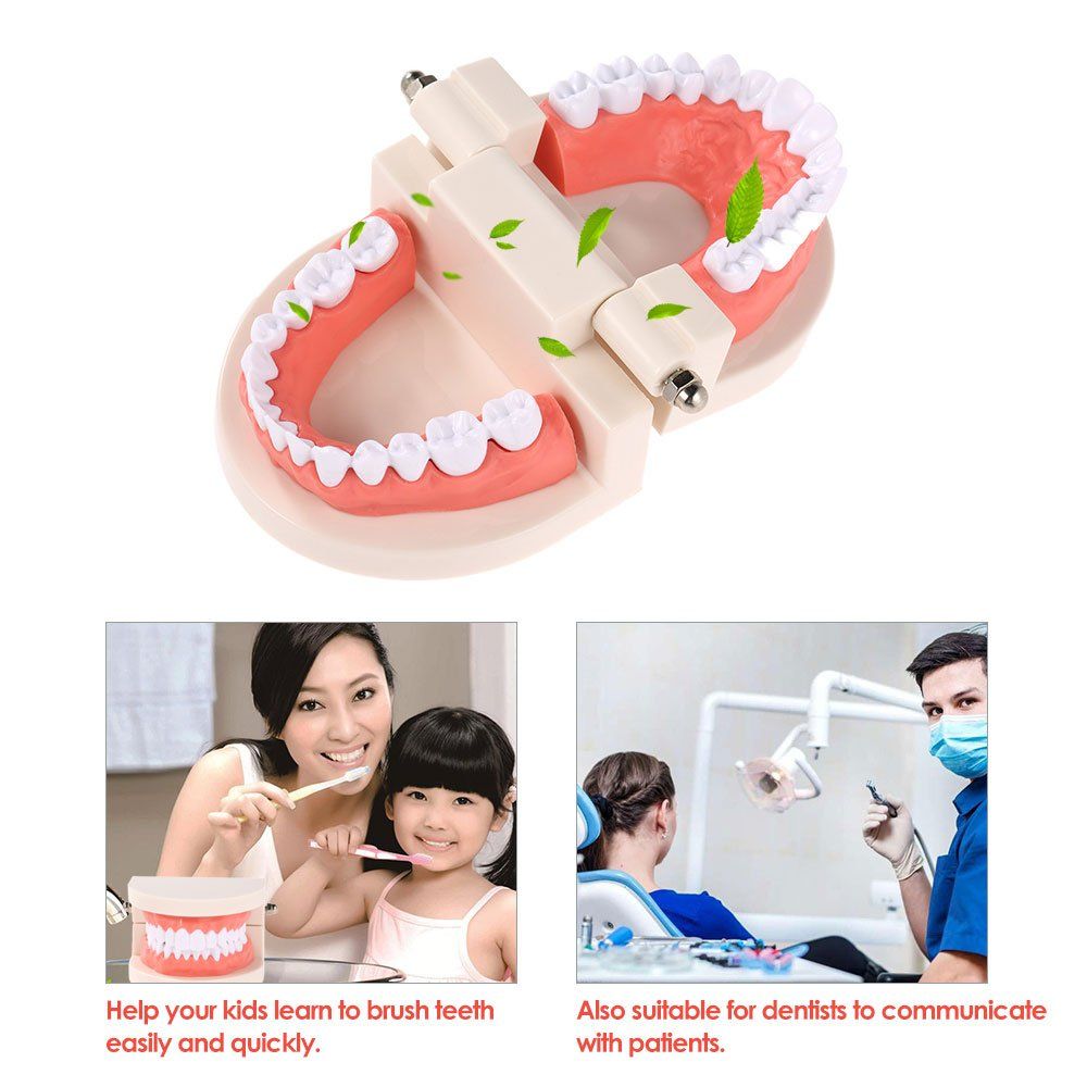 PVC dental model with giant teeth for teaching, showing a standard typodont teeth model used in dental education and demonstrations.