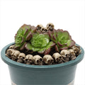 Set of 40 realistic human skulls for Halloween table decor, suitable for outdoor play and spooky themed decorations.
