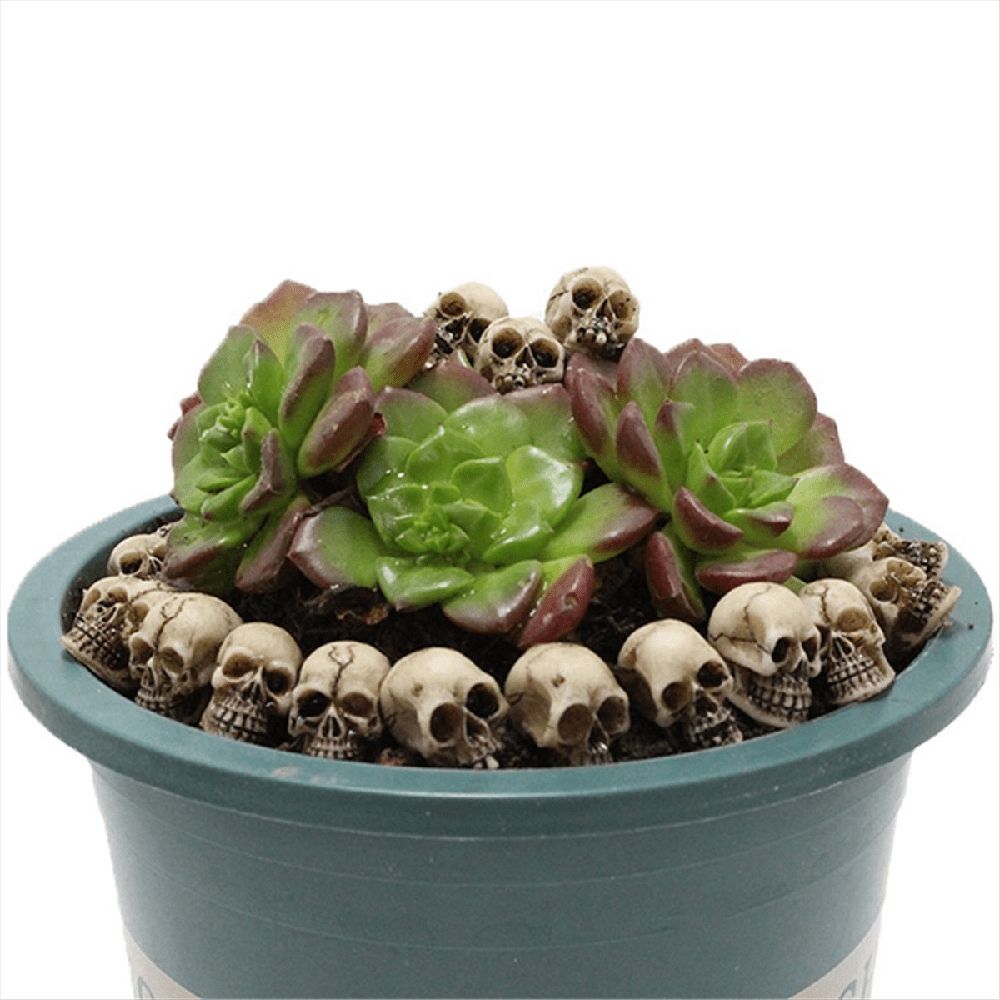 Set of 40 realistic human skulls for Halloween table decor, suitable for outdoor play and spooky themed decorations.