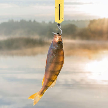 4-Pack Hanging Spring Scales, Iron Material, Precise Weighing Tool for Home Use and Outdoor Activities