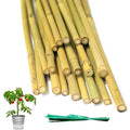 20-pack natural bamboo garden stakes with twist ties for supporting tomatoes, cucumber, grapes, and climbing plants in outdoor gardens.
