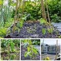 20-pack natural bamboo garden stakes with twist ties, 17.7 inches, for supporting tomatoes, cucumbers, beans, and climbing plants.
