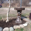 Resin raccoon-shaped birdbath for garden, antique style, outdoor garden decor, made of polyresin, suitable for home yard.