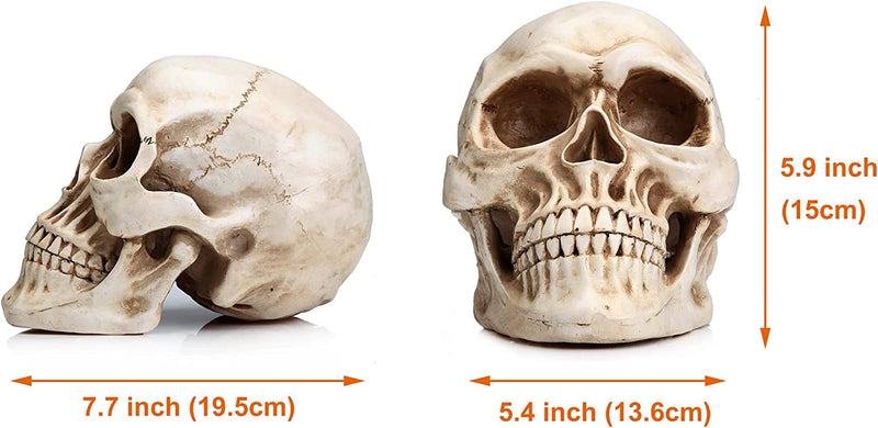 1:1 Replica Realistic Human Adult Skull Head Bone Model